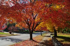 autumn university image