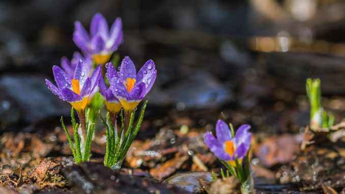 crocuses from flickr on pexels